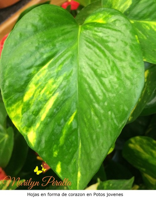 Hojas corazon en potos jovenes