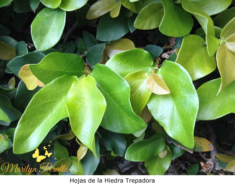 Hojas de la Hiedra Trepadora