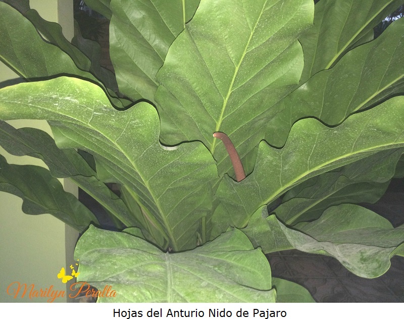 Hojas del Anturio Nido de Pajaro