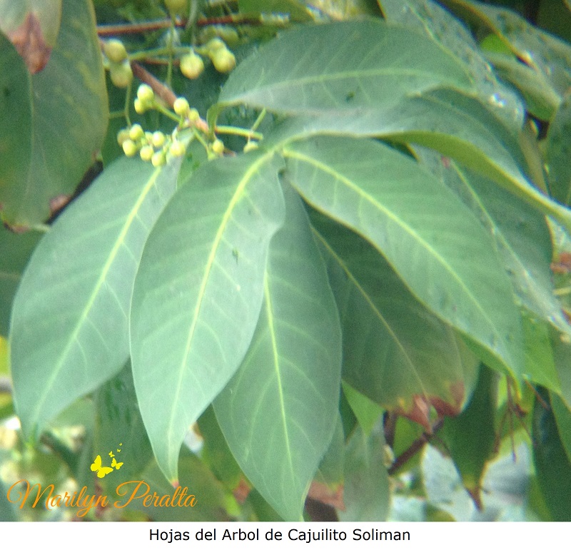 Hojas del arbol de cajuilito soliman