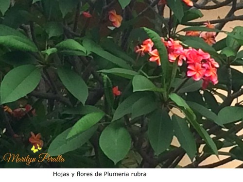 Hojas y flores de Plumeria rubra