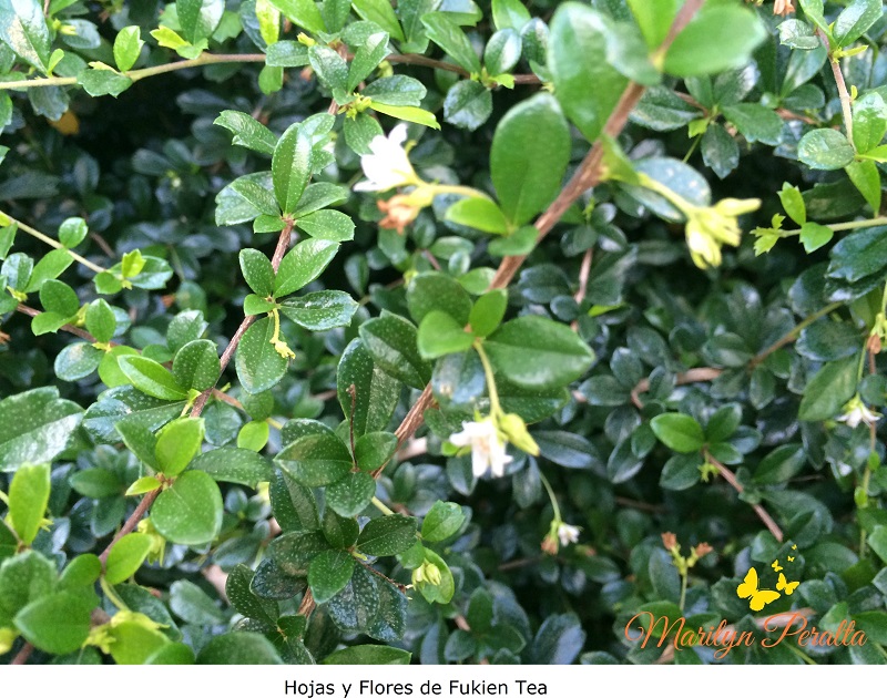 Hojas y flores del Fukien Tea