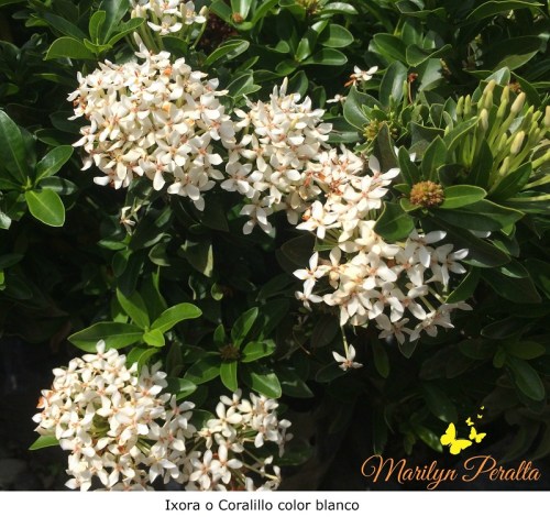 Ixora o Coralillo color blanco