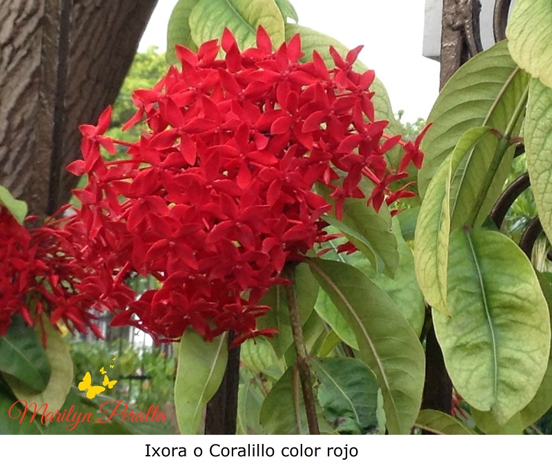 Ixora o Coralillo color rojo