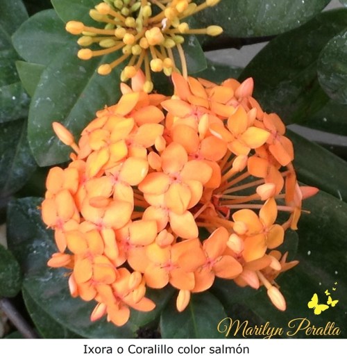 Ixora o Coralillo color salmón