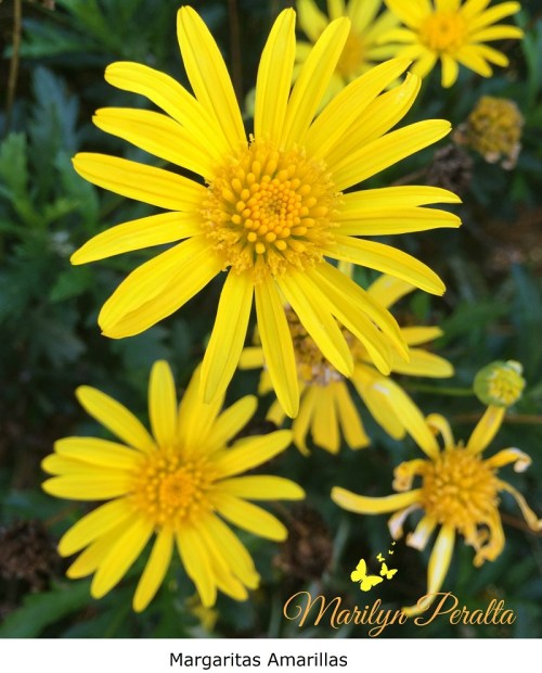 Margaritas Amarillas