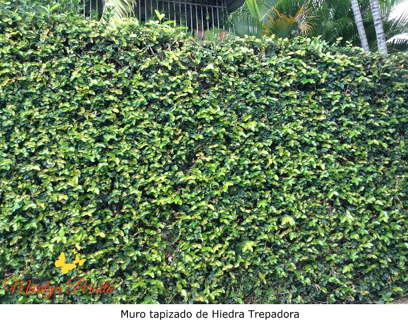 Muro tapizado de Hiedra Trepadora