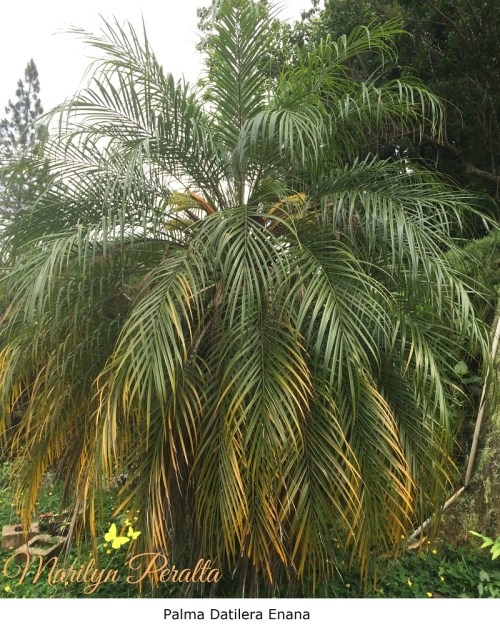 Palma Datilera Enana