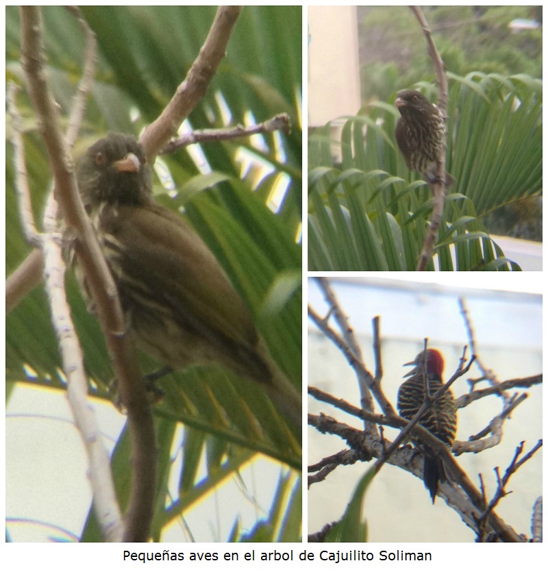 Pequeñas aves en el arbol de Cajuilito Soliman