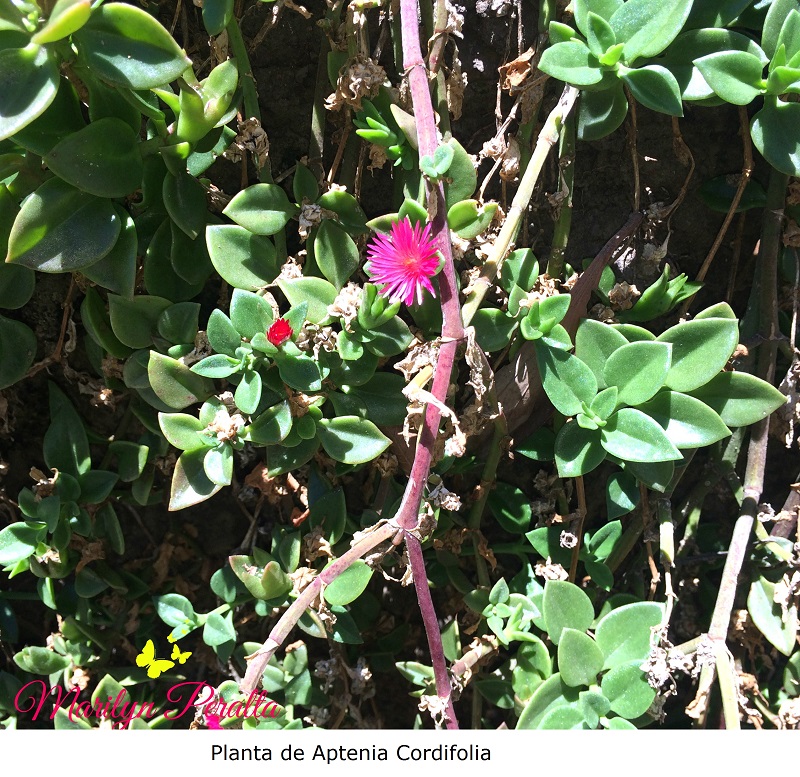 Planta de Aptenia Cordifolia