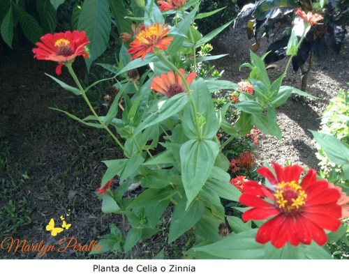 Planta de Celia o Zinnia
