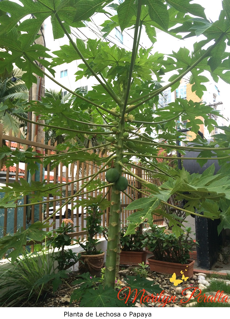 Planta de Lechosa o Papaya