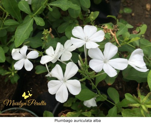 Plumbago auriculata alba