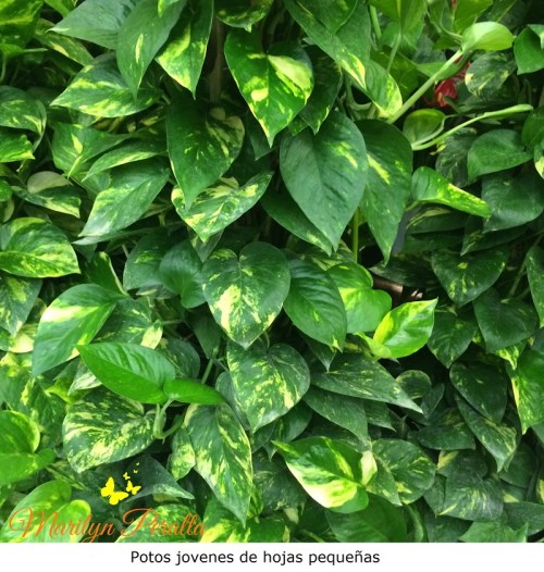 Potos jovenes de hojas pequeñas