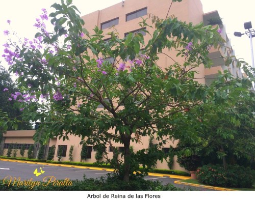 Arbol de Reina de las Flores