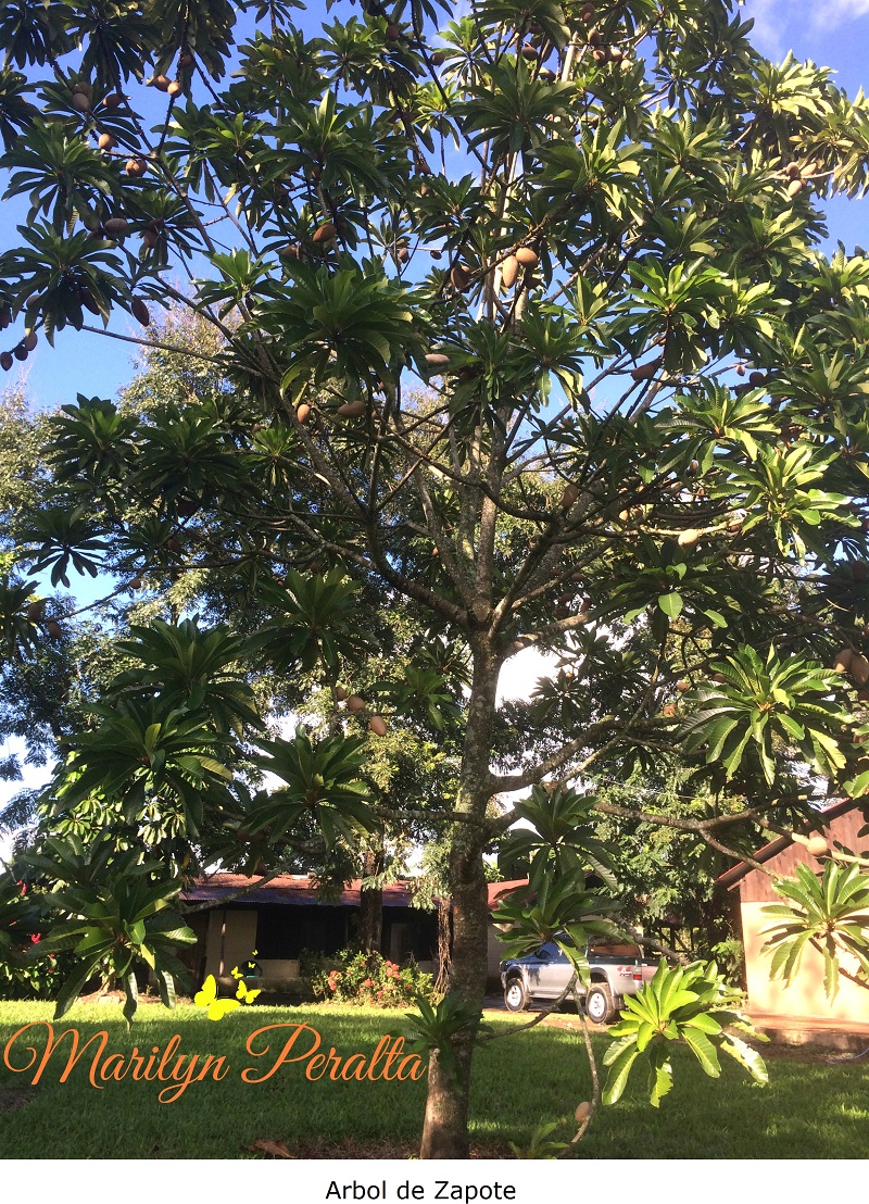 Arbol de Zapote