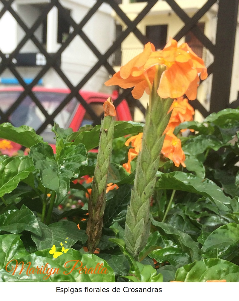 Espigas florales de Crosandras