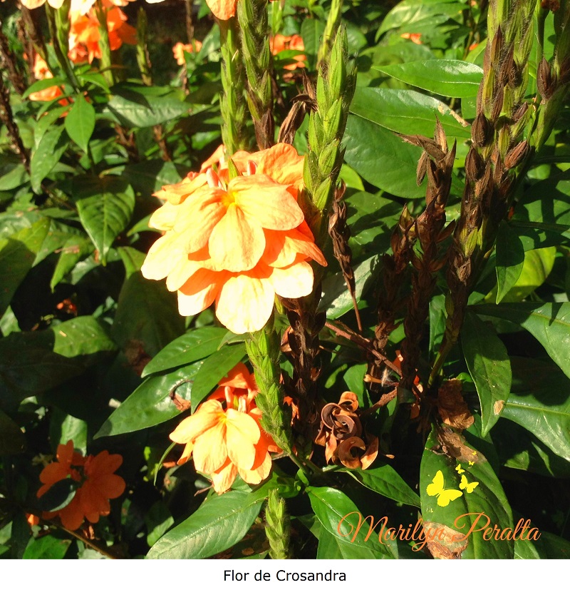 Flor de Crosandra