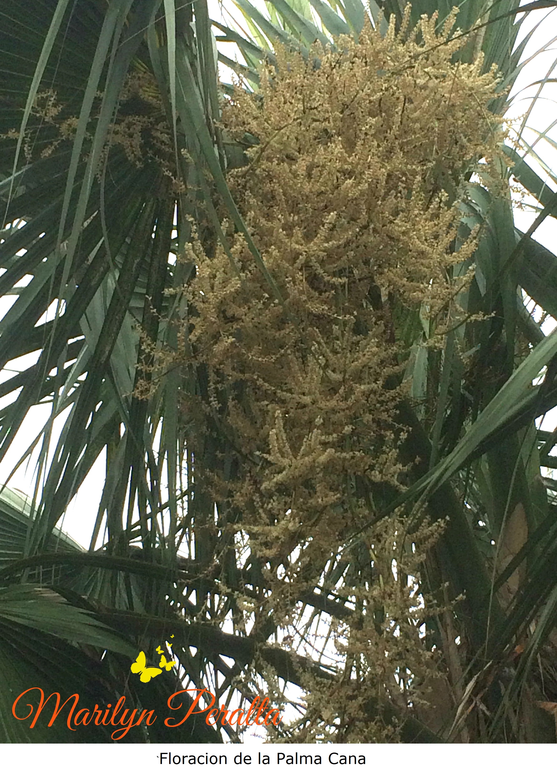 Floración Palma Cana 1