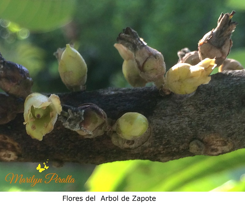 Flores del arbol de Zapote