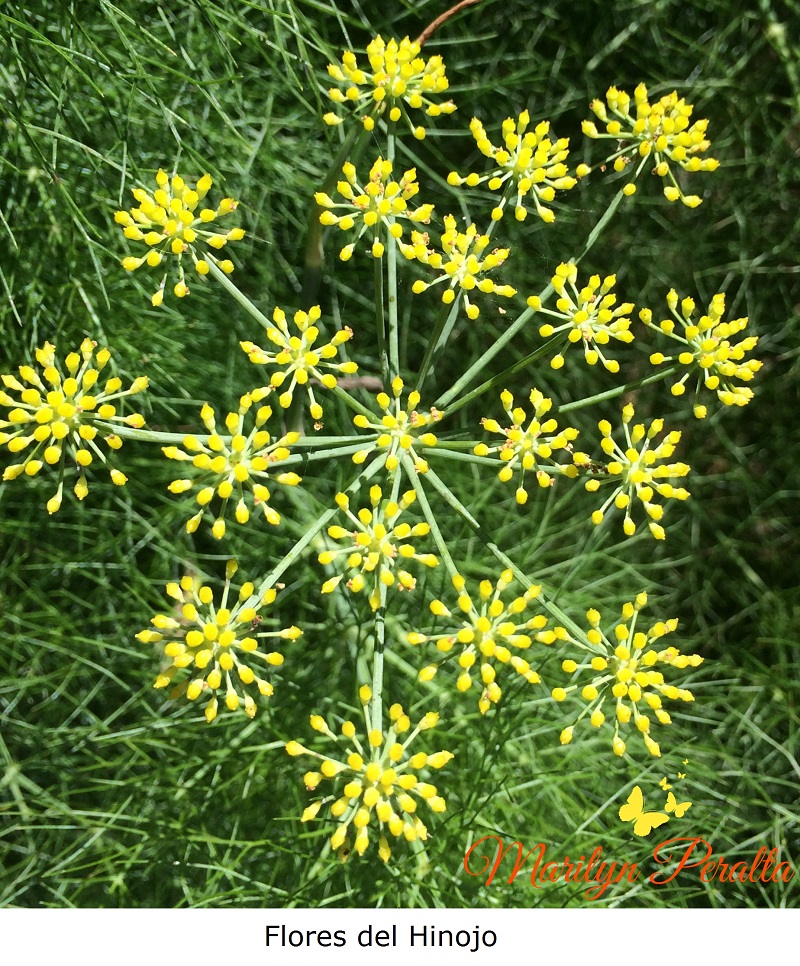 Flores del Hinojo