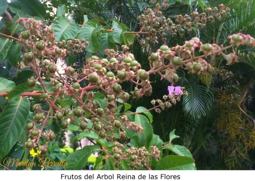 Frutos del Arbol de Reina de las Flores