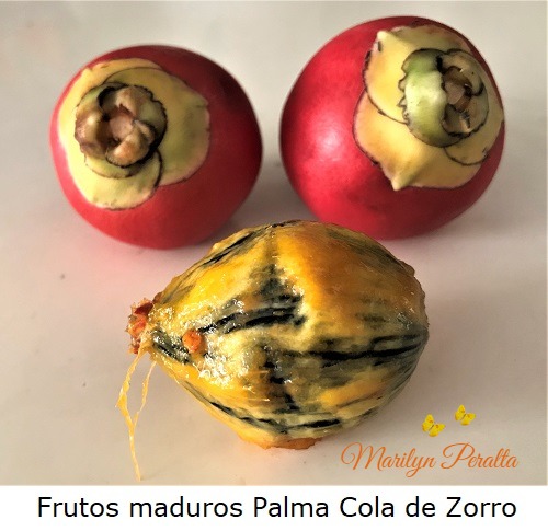 Frutos maduros de la Palma Cola de Zorro