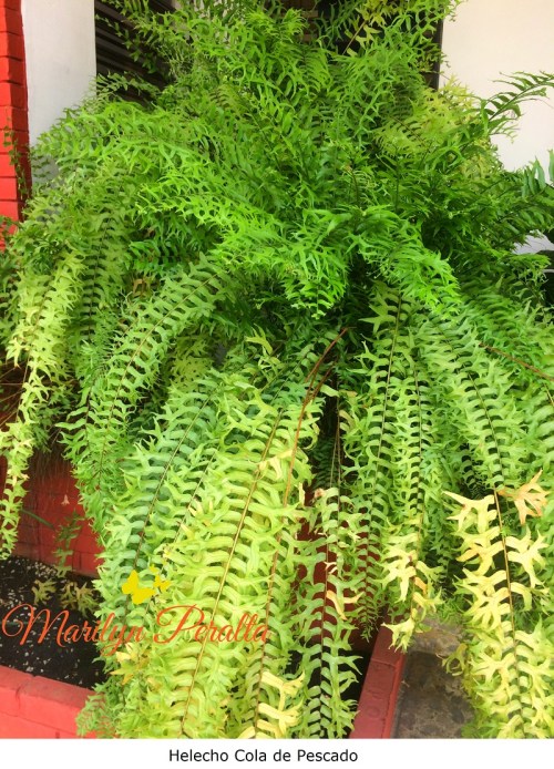 Helecho Cola de Pescado
