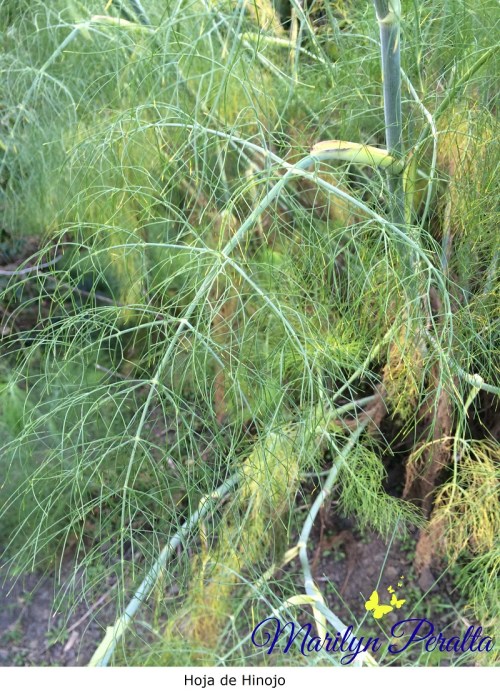 Hoja de Hinojo