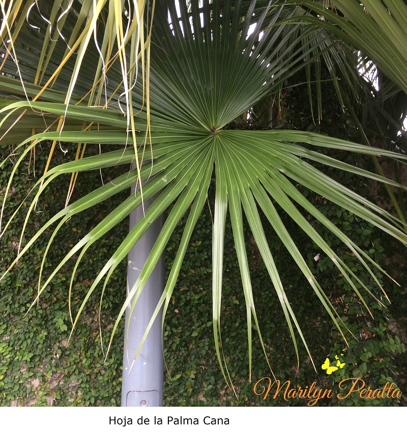 Hoja de la Palma Cana