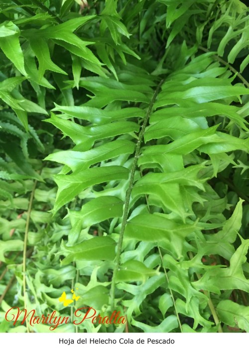 Hoja del Helecho Cola de Pescado