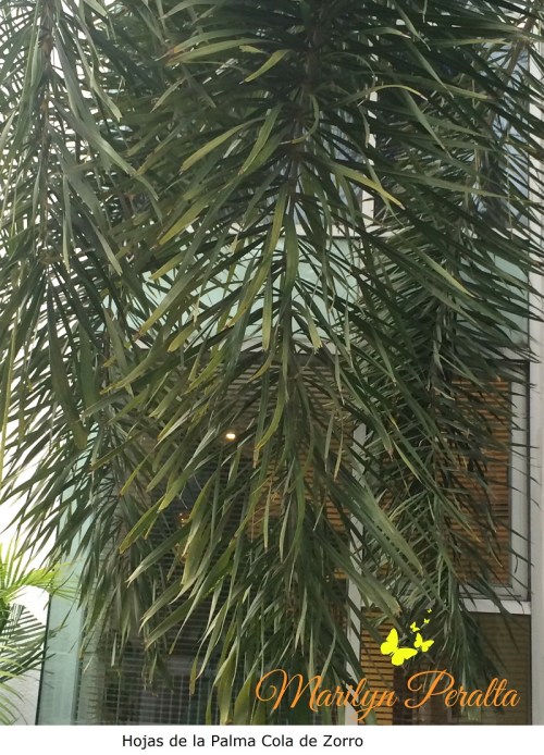 Hojas de la Palma Cola de Zorro