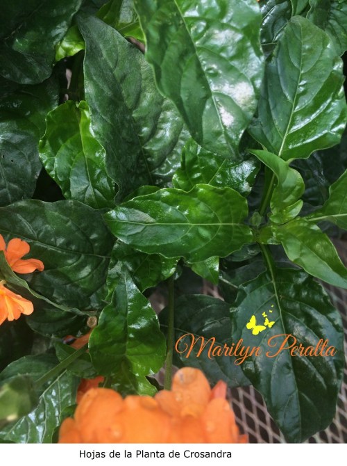 Hojas de la planta de Crosandra