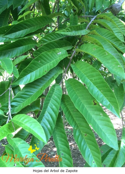 Hojas del arbol de zapote