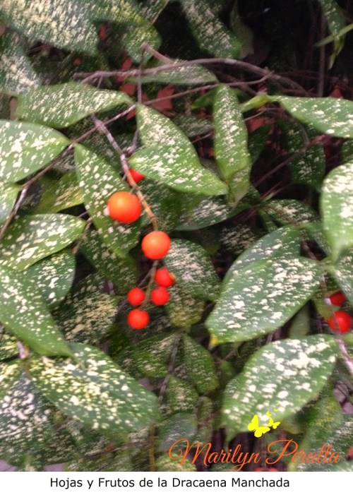 Hojas y frutos de la Dracaena Manchada