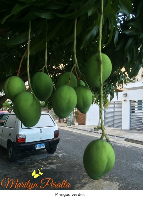 Mangos verdes