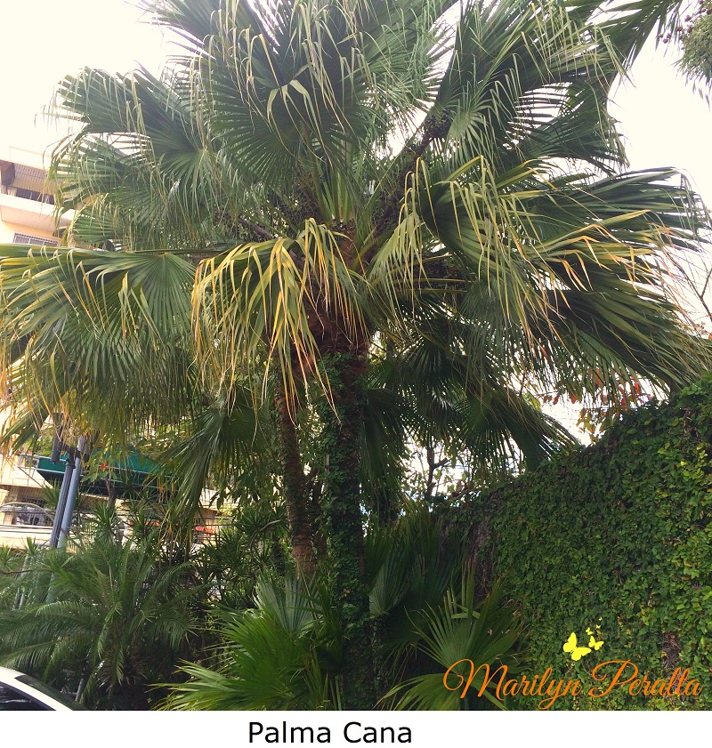 Palma Cana