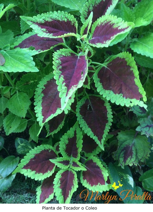 Planta de Tocador o Coleo