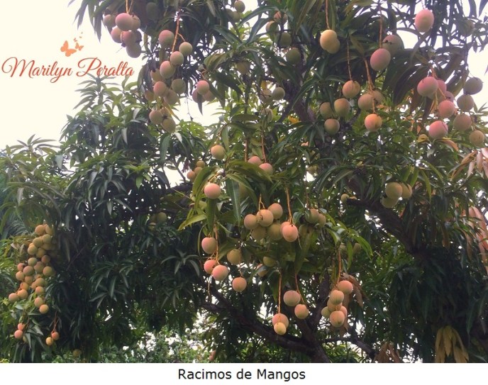 Mango De Racimo Racimos de Mangos – Arboles y Flores en República Dominicana