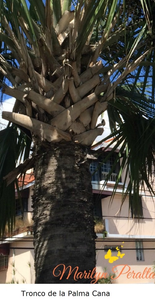 Tronco de la Palma Cana