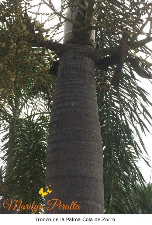 Tronco de la Palma Cola de Zorro