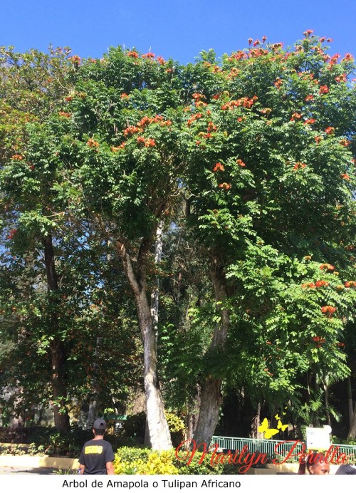 Arbol de Amapola o Tulipan Africano