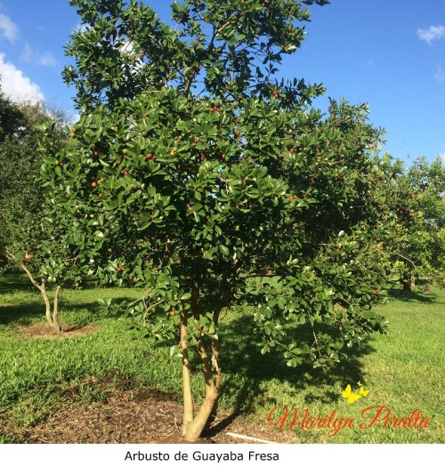 Arbusto de Guayaba Fresa
