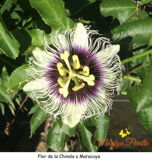 Flor de la Chinola o Maracuya