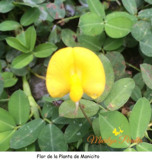 Flor de la planta de Manicito
