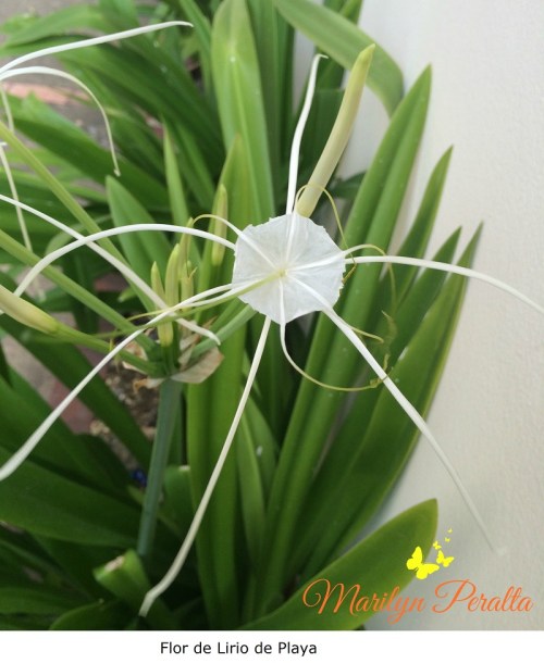 Flor de Lirio de Playa