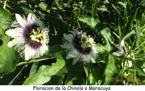Floracion de la chinola o Maracuya