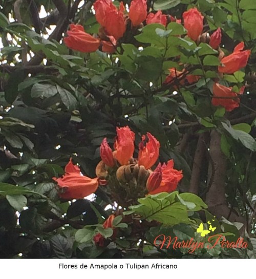 Flores de Amapola o Tulipán Africano