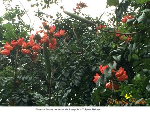 Flores y Frutos del Arbol de Amapola o Tulipan Africano