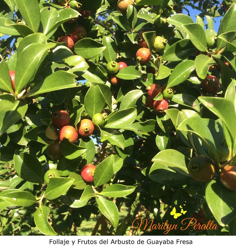 Follaje y Frutos de Guayaba Fresa